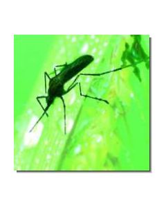 Mosquito Stechmücke