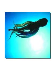 Octopus Krake