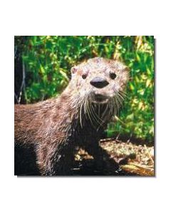Otter