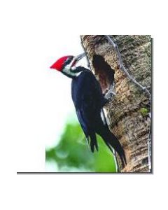 PileatedWoodpecker Helmspecht