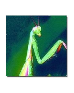 PrayingMantis Gottesanbeterin
