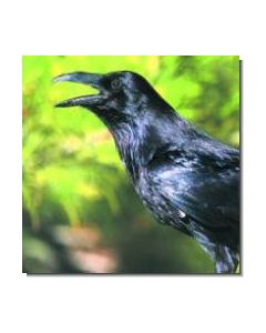 Raven Rabe