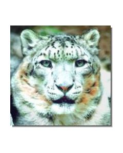 SnowLeopard Schneeleopard