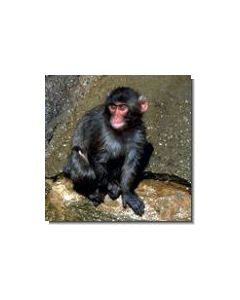 affe-15-ml