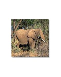 elefant-15-ml