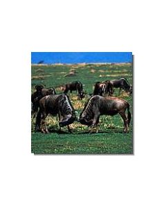 gnu-15-ml