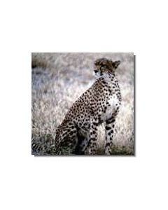 leopard-15-ml
