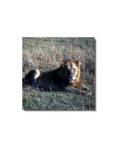 löwe-15-ml