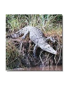 1 alligator-15-ml