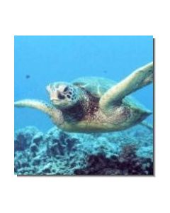 1schildkröte-15-ml