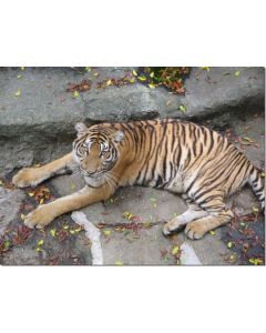 1tiger-15-ml
