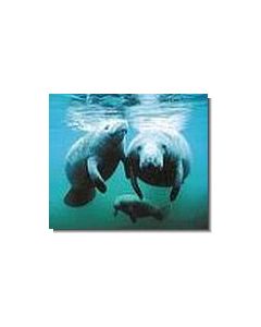 1amazonas-seekuh-15-ml