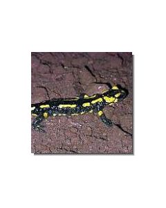 feuersalamander-15-ml