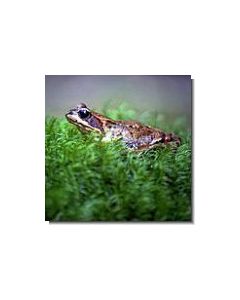 frosch-15-ml