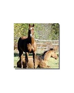 pferd-15-ml