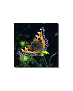 1schmetterling-15-ml