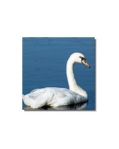1schwan-15-ml