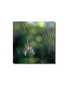 1spinne-15-ml