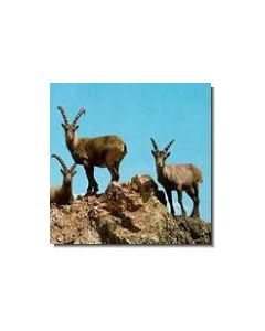 1steinbock-15-ml