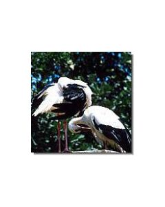 1storch-15-ml
