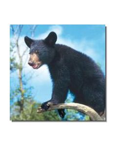 BearCub Bärenjunges