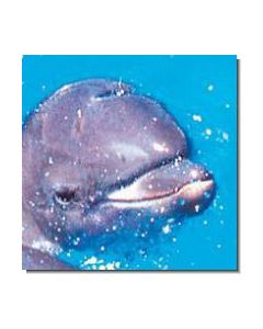 DolphinCalf Delfinkalb