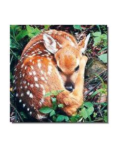 Fawn Rehkitz