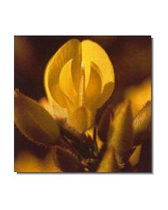 1gorse-stockb-15-ml