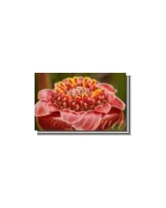 torch-ginger-black-ginger-30-ml