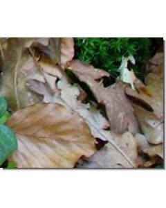 autumn-leaves-stockb-15-ml