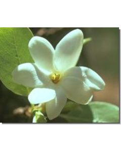 bush-gardenia-stockb-15-ml