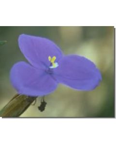 bush-iris-stockb-15-ml