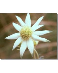 flannel-flower-stockb-15-ml