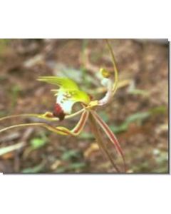 green-spider-orchid-stockb-15-ml