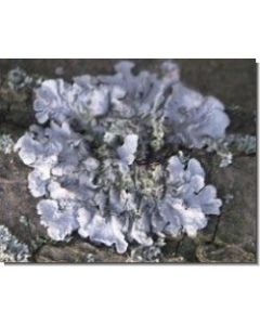 lichen-stockb-15-ml