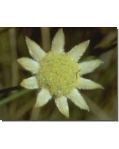 little-flannel-flower-stockb-15-ml