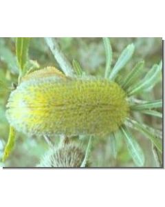 old-man-banksia-stockb-15-ml