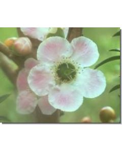 peach-flower-tea-tree-stockb-15-ml