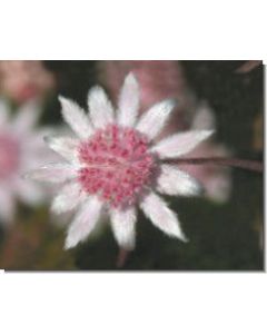 pink-flannel-flower-stockb-15-ml