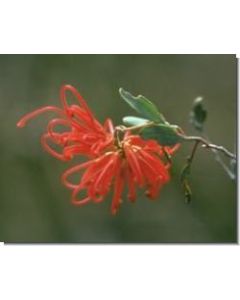 red-grevillea-stockb-15-ml