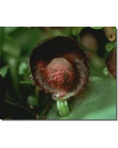 red-helmet-orchid-stockb-15-ml