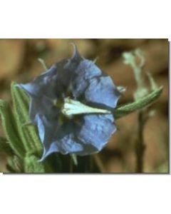 rough-bluebell-stockb-15-ml