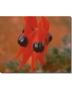 sturt-desert-pea-stockb-15-ml