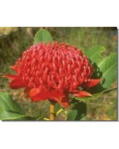 waratah-stockb-15-ml