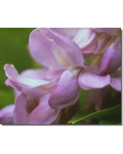 wisteria-stockb-15-ml