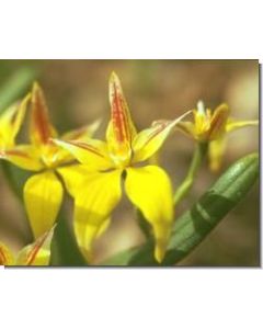 yellow-cowslip-orchid-stockb-15-ml