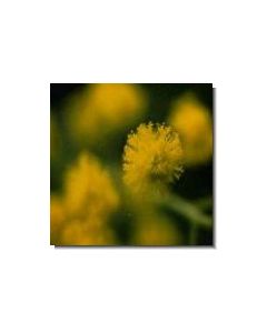 mimose-stockb-15-ml