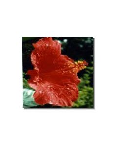 roseneibisch-hibiskus-stockb-15-ml