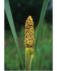 Cattail-Pollen-Breitblättriger-Rohrkolben-Stockb-7-5-ml