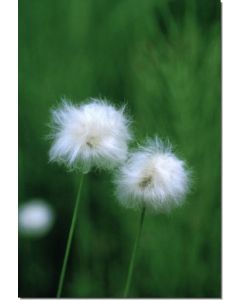 Cotton-Grass-Wollgras-Stockb-7-5-ml